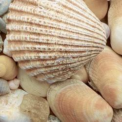 shells