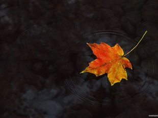 Grief's Likeness to Fall - What is Lost, What is Left, What is Possible