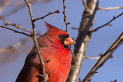cardinal-blue-sky