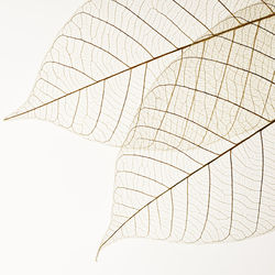 dried-leaves